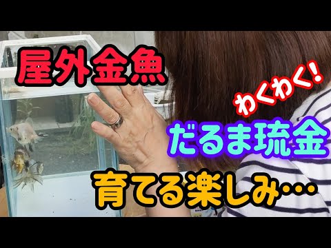 [金魚]　弥富金魚　だるま琉金我が家に来て1ヶ月…どんな様子ですか？…　元気ですか？…金魚達の名前紹介します。#goidfish