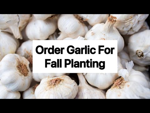 When to Order Garlic for Fall Planting?