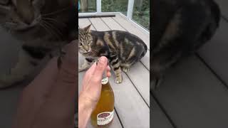 Funny Pets | 2024😂 Funny Dogs And Funny Cats Videos 🐱 🐕 😄 #165