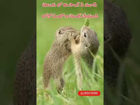 ఈ పాట ఏ మూవీ లోదో కామెంట్ చేయండి 🥰#shortvideo#song