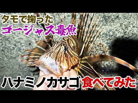 タモで掬ったゴージャス毒魚ハナミノカサゴ食べてみた