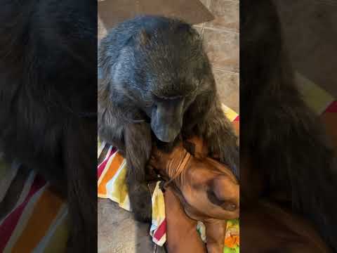 A Baboon and Puppy friendship! 😍