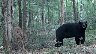 2 Months of Trail Cam Videos- July and August