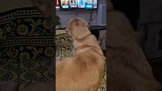 Afternoon bore...amma simba tv pakuraga #labradorlovers #goldenretreivers 🤣😂👌