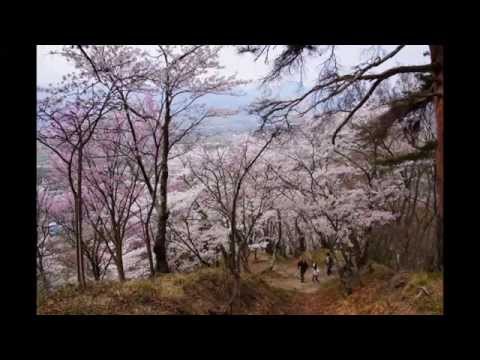 光城山の桜