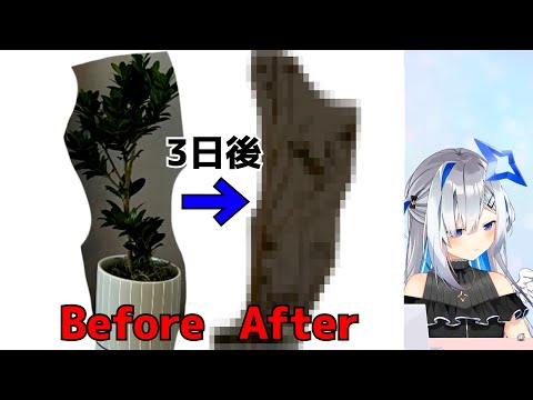 【雑談】普通に育てていたのに枯れてしまった観葉植物とサボテンを見せる天音かなた【天音かなた切り抜き】