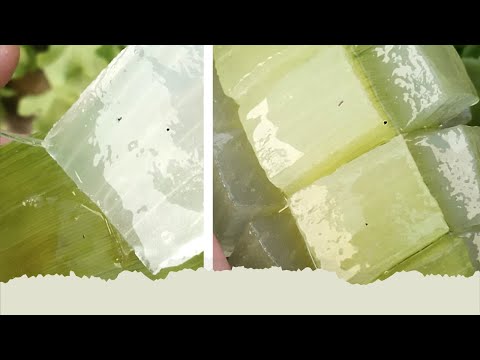 How To Cut ALOE VERA In A Satisfying Way