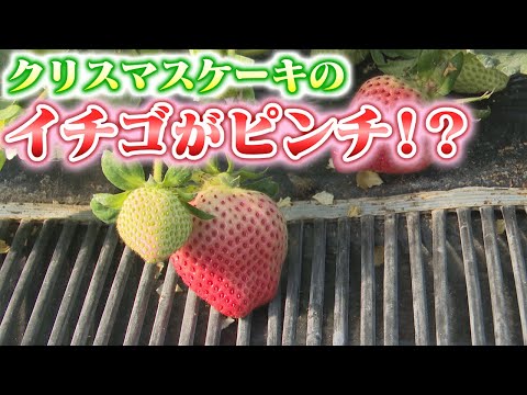 イチゴ「あまおう」の生育遅れる　過去10年で最も厳しい不作　需要が高まる中注文を断らざるを得ない状況