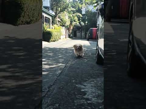 Tagumpay, happy tail #shihtzu