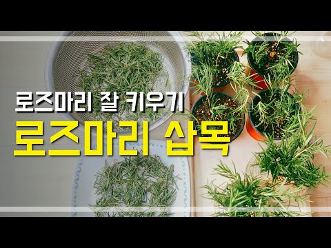 💚로즈마리 잘 키우기 / 쉽게 배우는 로즈마리 삽목 / 로즈마리 외목대 / 로즈마리 번식