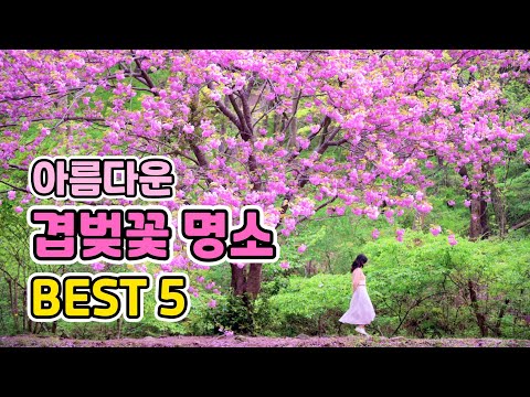 Beautiful Cherry Blossom Landmarks in Korea