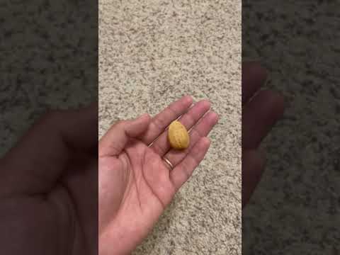 Nuts Almonds In Shell!