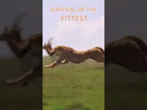 Survival of the Fittest #wildlife #documentarychannel #animals