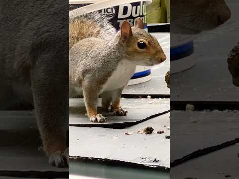 Another adorable Squirrel 🐿️ 🥰😱#shortsvideo #squirrel #nature #wildlife