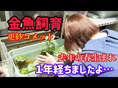 [金魚]　屋外金魚飼育　外で飼育の更紗コメット…プラ舟に変えて１か月　随分汚れました…#goidfish