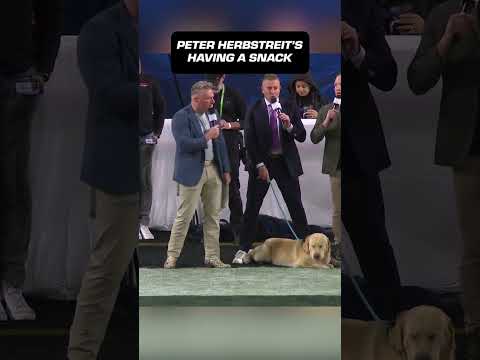 Peter Herbstreit munches on the grass at the Orange Bowl 🤣