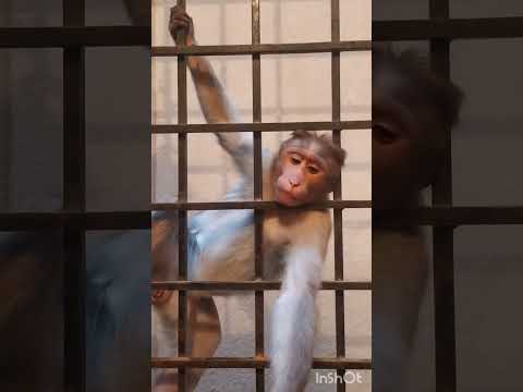 Funny and Cute Video/Macaque Monkey #monkey #funny #funnyshorts #shorts #обезьяна#قرد  #funnyanimal