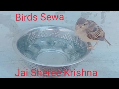 Jai Shree Krishna bird sewa karte huye l Dipanshu Sandela Sahawa l