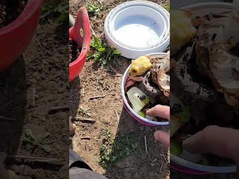 Worm composting (Part 2) #farmstead #wormcomposting #composting