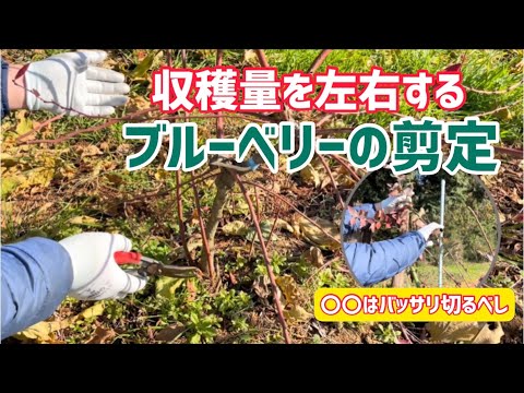 【果樹】ブルーベリーの剪定はこれでばっちり！