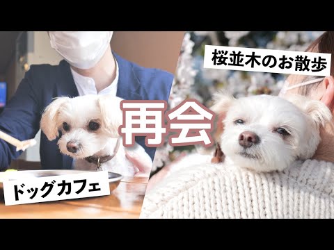 【愛犬チワプーと感動の再会⁉】出産間近のママと過ごす幸せな一日🐶ドッグカフェ＆お散歩【100】Dogs spending time with pregnant women