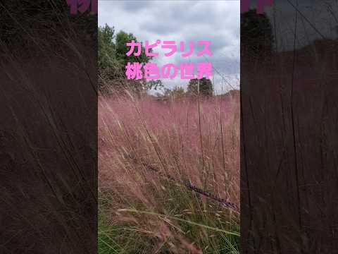 カピラリス 桃色の世界から桃色吐息(高橋真梨子)2024 #music #song #flowers #高橋真梨子#桃色吐息 #ミューレンベルギアカピラリス #osaka #カピラリス #長居植物園