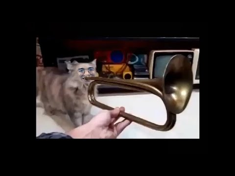 Cat playing Trumpet for 1 hour | Fukoshigi