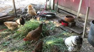 Raising chickens 101, getting started & what they don't tell you