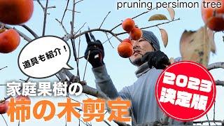 How to prune KAKI persimmon trees