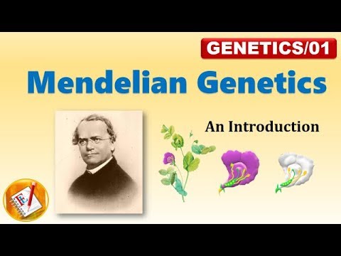 Mendelian Genetics:  P, F1 and F2 Generation (FL-Genetics/01)