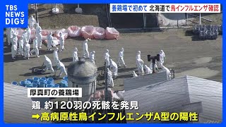 北海道・厚真町の養鶏場で高病原性鳥インフルエンザ発生　養鶏場での感染は今季全国初　政府　官邸危機管理センターに「情報連絡室」設置｜TBS NEWS DIG