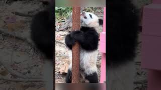 MEIZHU #cute #chinapanda #pandachina #cutepanda #animals #panda #pandafushun