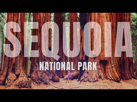 You MUST Visit Sequoia National Park TOP 5 Reasons