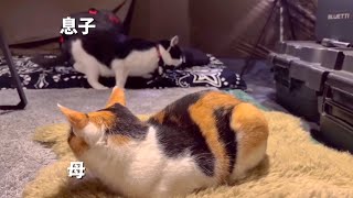 母猫との再会！警戒心MAX…