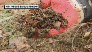 낙엽이 식물 성장을 돕는 건강한 흙을 만든다? / YTN 사이언스