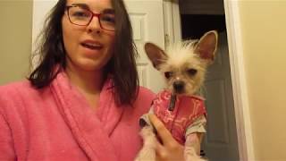 Chinese Crested skin care routine