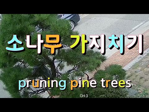 pruning pine trees