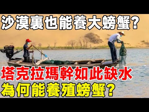 沙漠裏也能養大螃蟹？ 塔克拉瑪幹如此缺水，為何能養殖螃蟹？#科普頻道 #科普