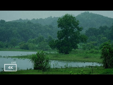 Relaxing Rain Sounds for Sleeping - 99% Instantly Fall Asleep With Rain And  Nature sound