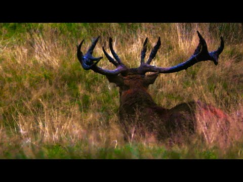 RED DEER RUT 2024  👀  UTTER CHAOS  👀  Huge Vocal Stags Locking Antlers at Dusk 👀 TATTON PARK