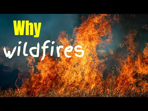 Why wildfires have gotten worse  and what we can do about it #environment #climatechange