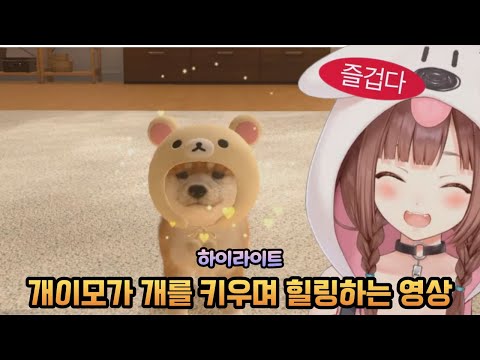 그저 개이모가 개를 키우며 힐링하는 영상[홀로라이브 / 이누가미 코로네]