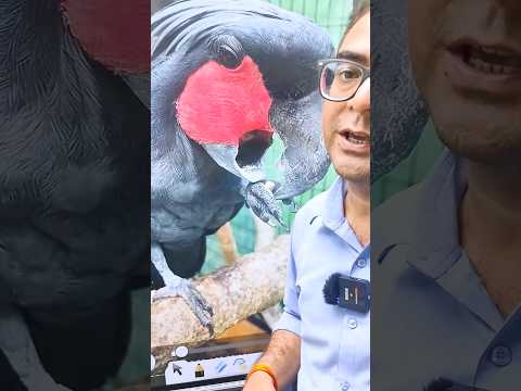 Gene परिवर्तन से Parrot की दुर्दशा