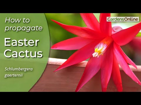 Easter Cactus - How to Propagate