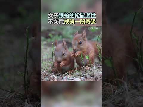 現實中的童話,松鼠媽媽一定告訴過自己的孩子:她是天使!#寵物 #動物 #可愛 #暖心 #感動 #shorts