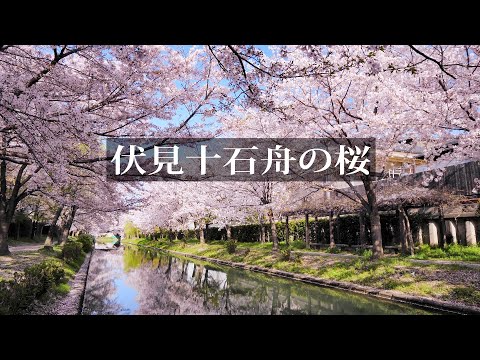 伏見十石舟と桜【京都の桜名所】