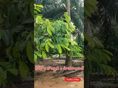 కోకో + కొబ్బరి +పామాయిల్ #horticulture #crops #coconut #mixedcrop#multicrops #shortvid