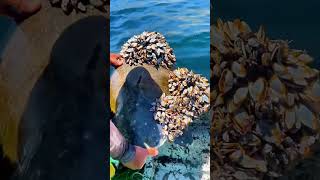 Fishermen Save Ancient Sea Turtle from Deadly Barnacles! 🐢🌊#SaveTheTurtles#wholesome #shorts