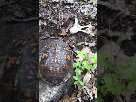 BOX TURTLE in Tennessee