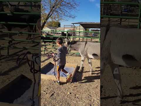 Sancho's 2nd session working through the obstacle course with a 7 year old #donkeytraining  #donkey